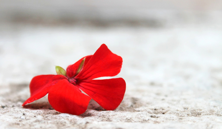 6월 29일 탄생화 빨강 제라늄 (Red Geranium) 꽃말, 의미, 전설