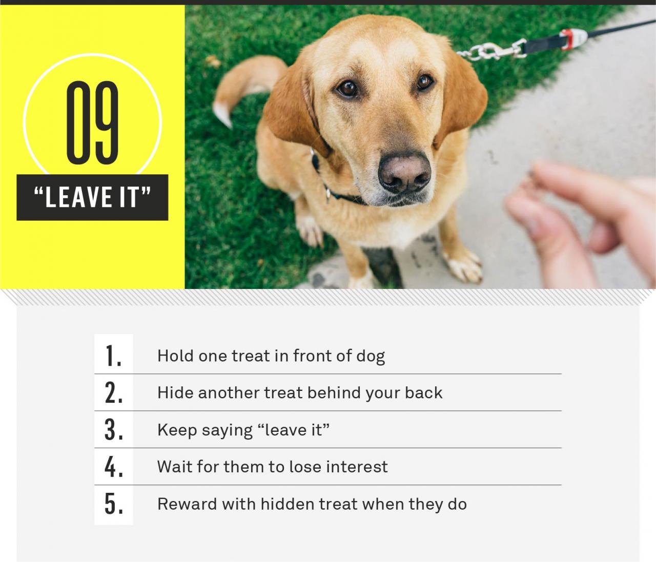 21 Essential Dog Commands To Teach Your Dog | Gallant