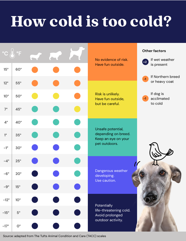 How cold is too cold for dogs? How Cold Is Too Cold For Dogs?