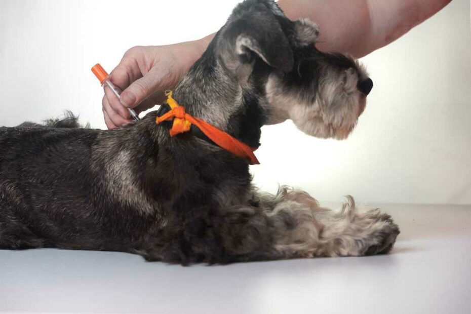 Low Blood Sugar In Dogs: Symptoms And Treatment