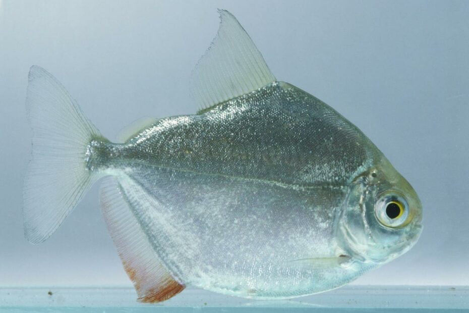 Silver Dollar Fish Species Profile