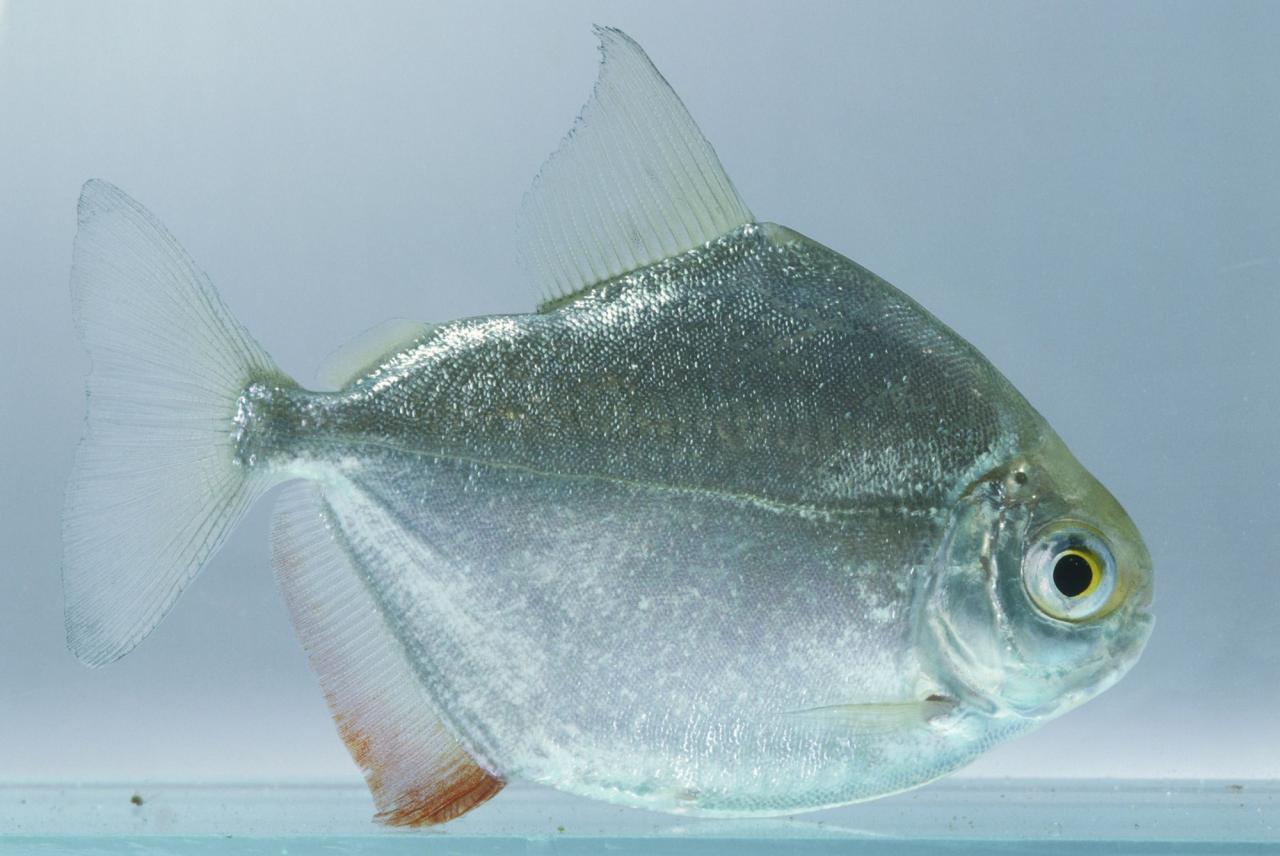 Silver Dollar Fish Species Profile Silver Dollar Fish Species Profile