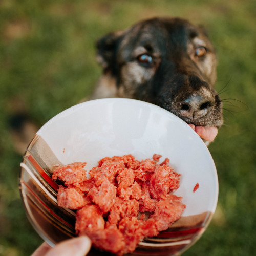 Raw Dog Food For Beginners: The Ultimate Guide | We Feed Raw