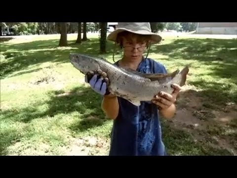 Bowfin Fishing At Ditto Landing - Youtube
