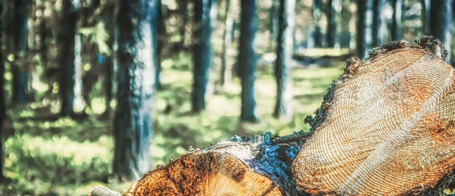 Selective Logging: Pros, Cons, And Implementation Methods