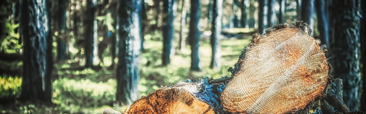 Selective Logging: Pros, Cons, And Implementation Methods Selective Logging: Pros, Cons, And Implementation Methods