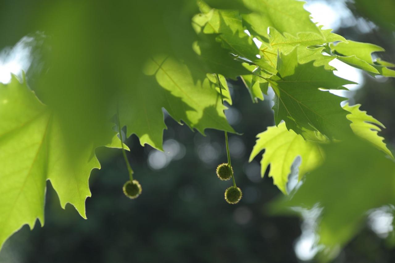 How to Grow and Care for London Planetree How To Grow And Care For London Planetree