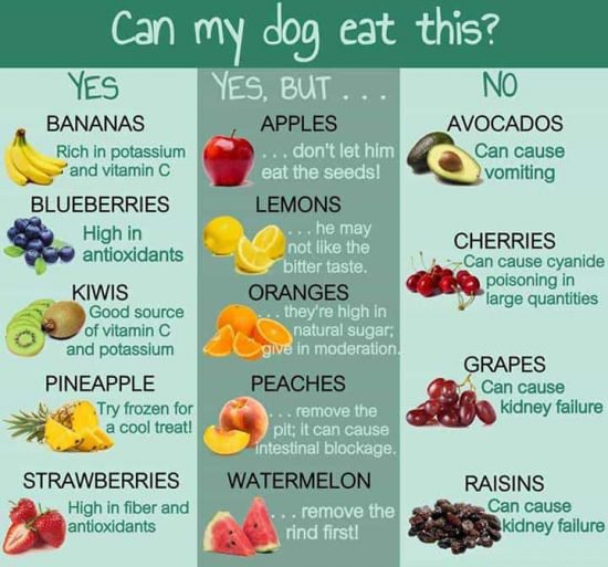 We Know There Are Fruits And Vegetables A Dog Should Not Eat. We Know There  Are A Lot Of Fruits And Vegetables That Are Very Safe For Dogs. But What  Fruits And