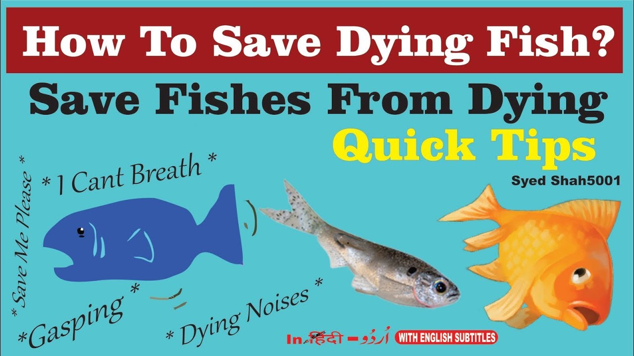 How to save Dying fish quick Tips & guide how to save injured sick fish - YouTube How To Save Dying Fish Quick Tips & Guide How To Save Injured Sick Fish - Youtube