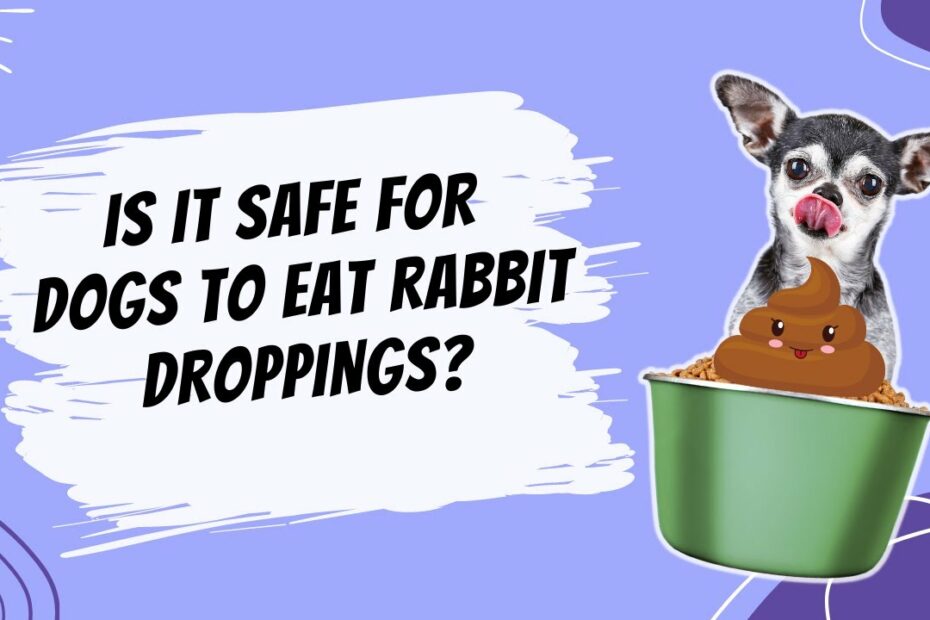 Keeping Your Dog Safe Around Rabbits: Tips For Preventing Problems