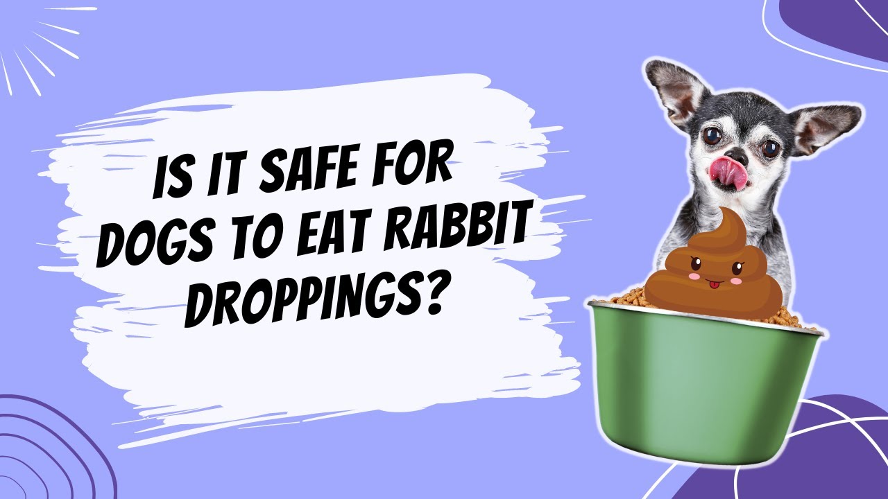 Keeping Your Dog Safe Around Rabbits: Tips for Preventing Problems Keeping Your Dog Safe Around Rabbits: Tips For Preventing Problems