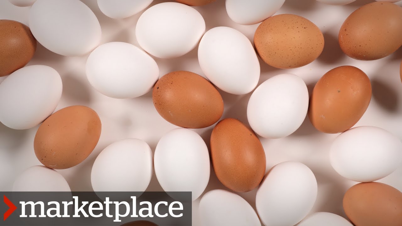 Which eggs are more nutritious? Testing organic, free-run and conventional (Marketplace) - YouTube Which Eggs Are More Nutritious? Testing Organic, Free-Run And Conventional (Marketplace) - Youtube