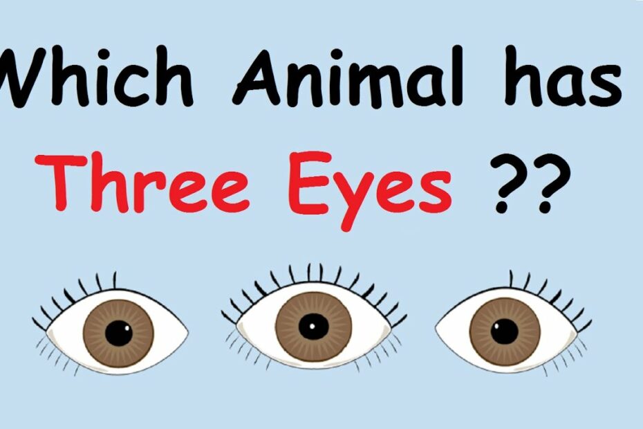 Which Animal Has Three Eyes? | Most Brilliant And Tricky Interview  Questions And Answers - Youtube