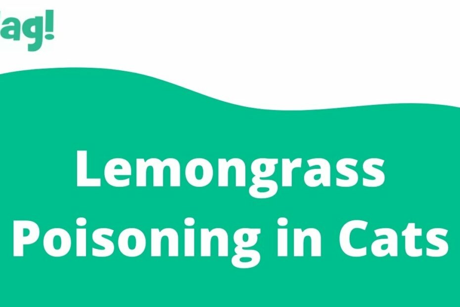 Lemongrass Poisoning In Cats - Symptoms, Causes, Diagnosis, Treatment,  Recovery, Management, Cost