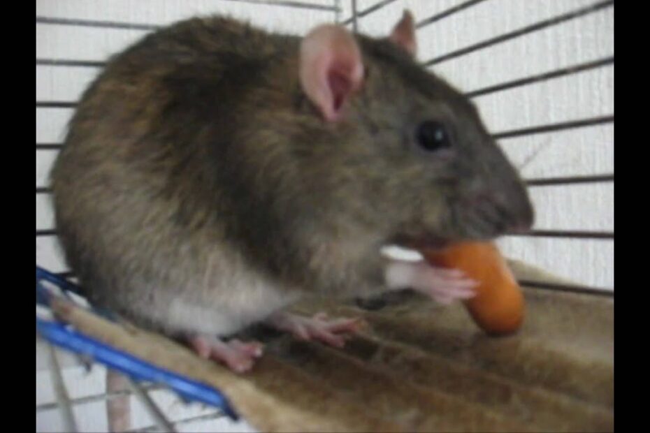 Rats Eating Tiny Sausage - Youtube