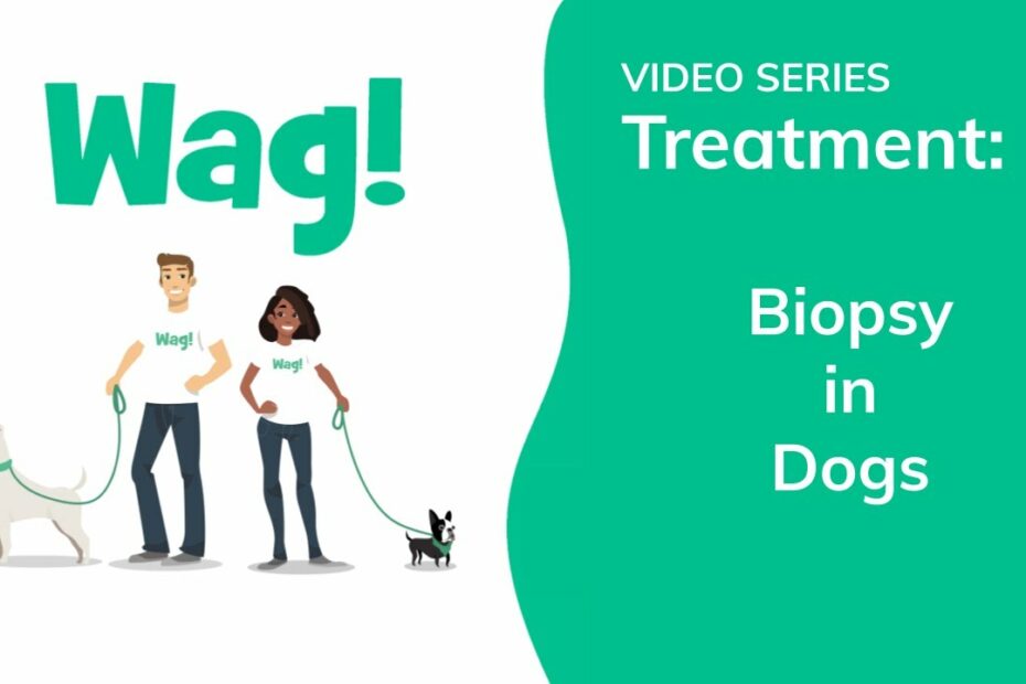 Biopsy In Dogs - Conditions Treated, Procedure, Efficacy, Recovery, Cost,  Considerations, Prevention