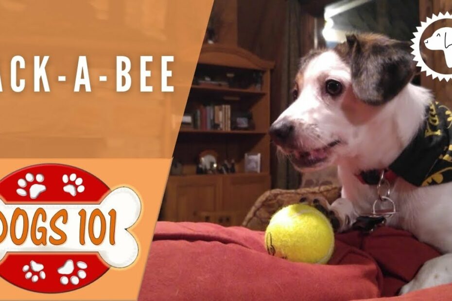 Dogs 101 - Jack-A-Bee - Top Dog Facts About The Jack-A-Bee | Dog Breeds 🐶  #Brooklynscorner - Youtube