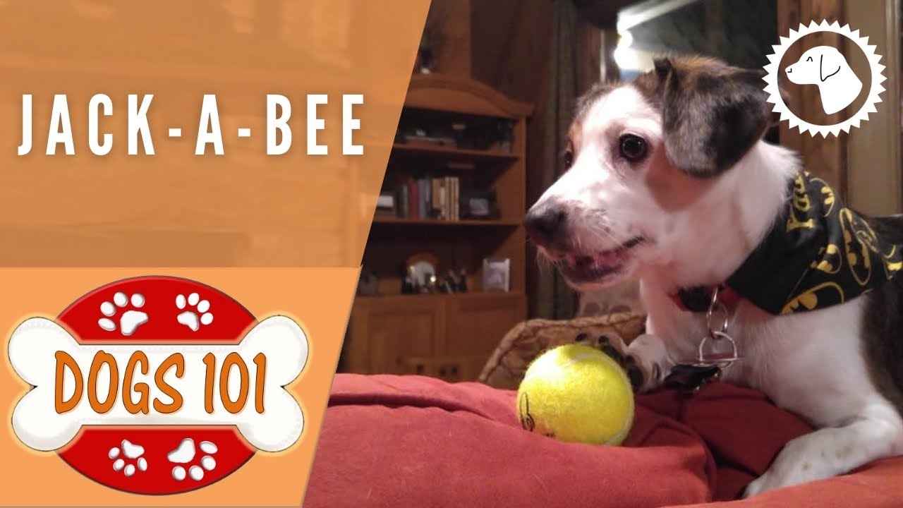 Dogs 101 - Jack-A-Bee - Top Dog Facts About The Jack-A-Bee | Dog Breeds 🐶  #Brooklynscorner - Youtube