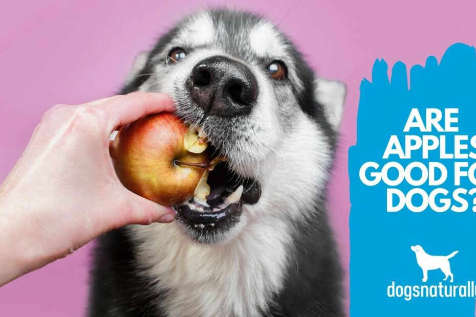 Can My Dog Eat Apples? 🍎 The Hidden Health Benefits | Dogs Naturally