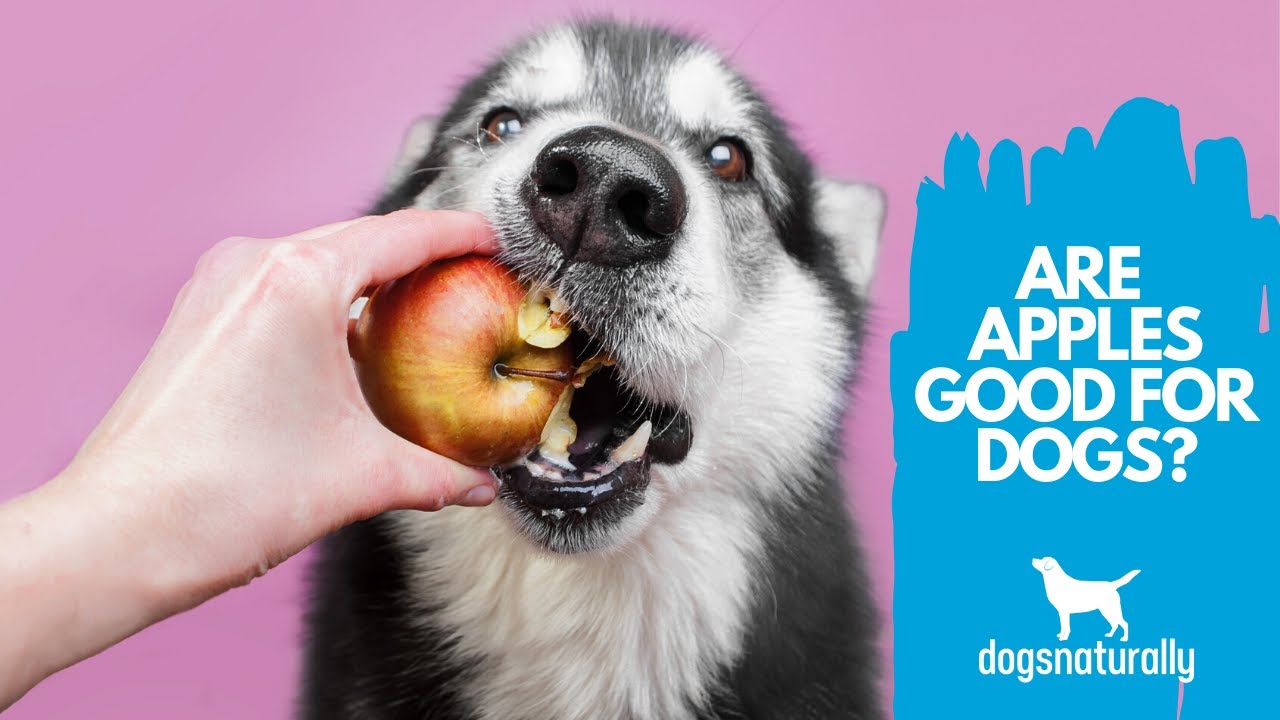 Can My Dog Eat Apples? 🍎 The Hidden Health Benefits | Dogs Naturally