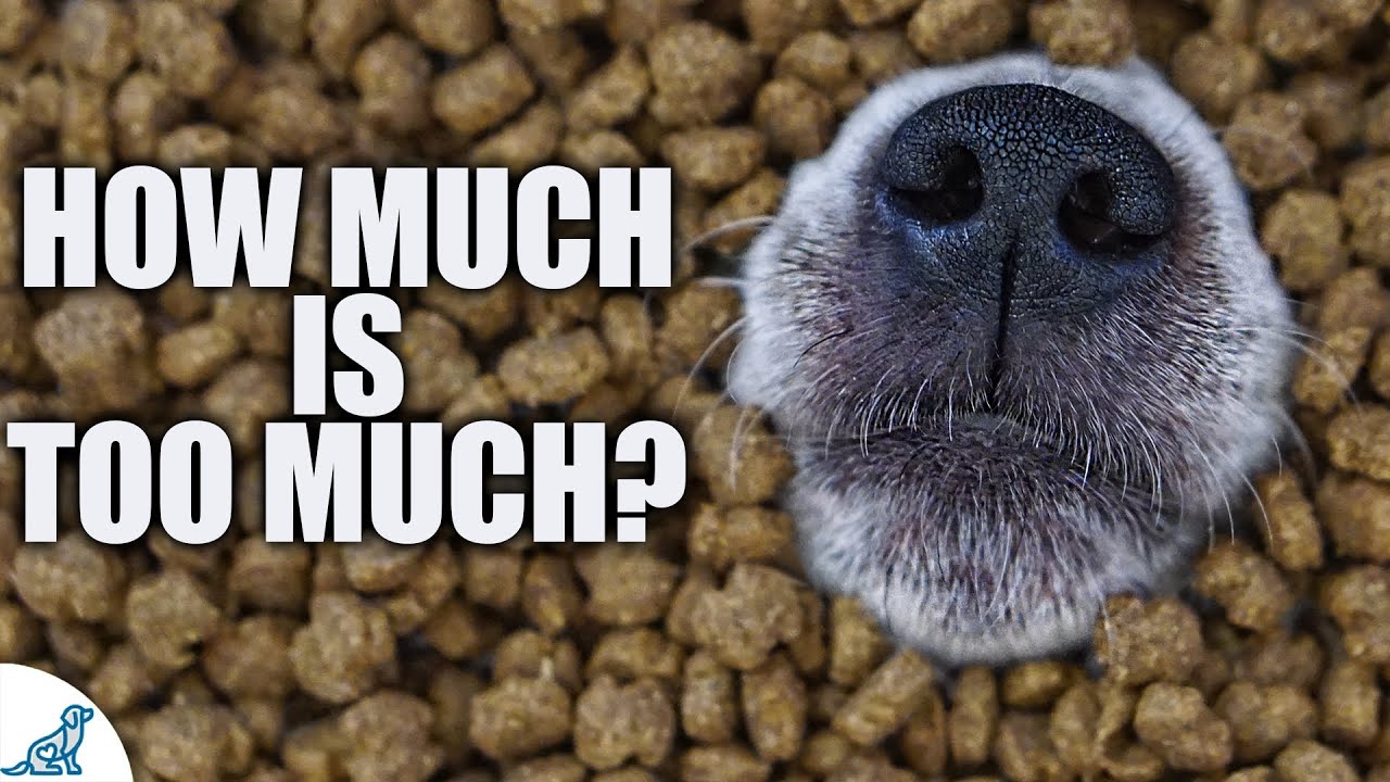 Are You Giving Your Puppy Too Many Treats? - Youtube