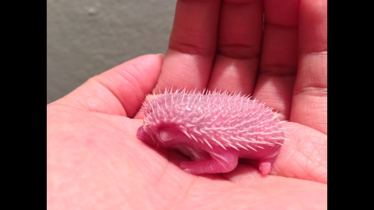 Baby Hedgehogs Newborns! Part 1 - Youtube