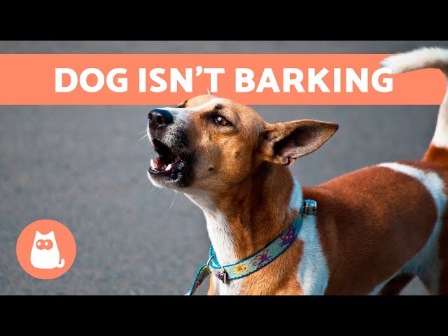 Why Doesn'T My Dog Bark At All? 🐶🔇 (4 Reasons) - Youtube