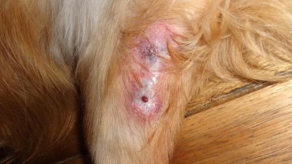 My Dog Got Bit By A Spider, What Should I Do? - Symptoms And Treatment