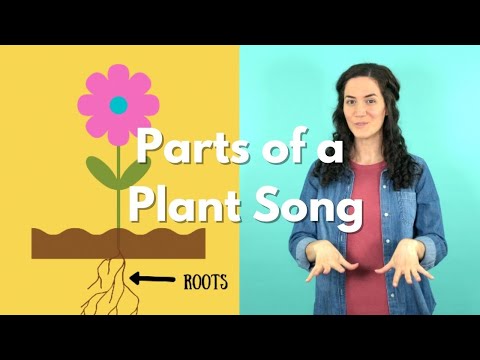Roots, Stem, Leaves, Flower | Parts of a Plant Song | Parts of a Flower Song