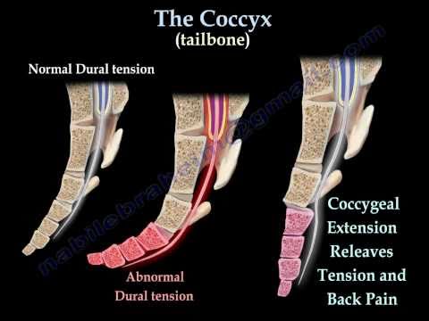 Coccyx, Tailbone pain /coccydynia - Everything You Need To Know - Dr. Nabil Ebraheim