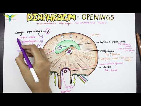 Diaphragm - Anatomy ; Openings and Structures passing