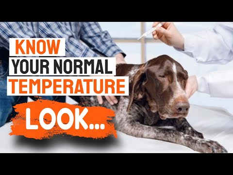 🐶🌡WHAT Is Your Dog Normal TEMPERATURE