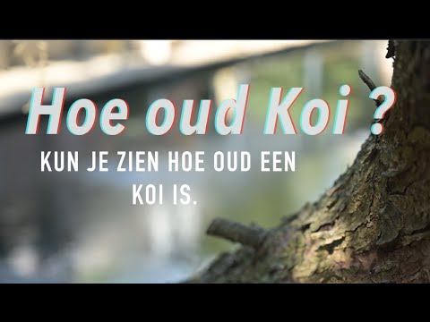 Kun je zien hoe oud een koi is.