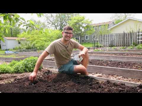 When and Why to Plant Squash and Pumpkins In Mounds